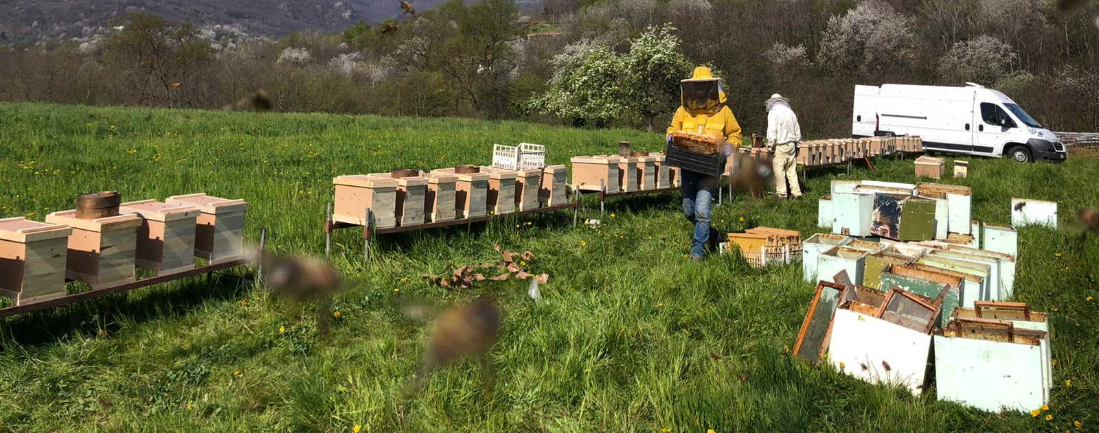 i nuclei di api